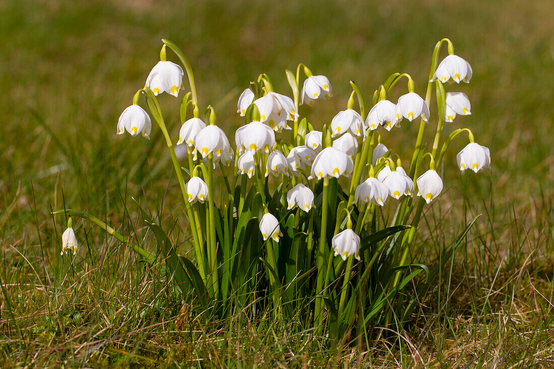  March snowflake, March snowflake, spring snowflake, snowflake, Leucojum vernum, flowering plants, Schleswig-Holstein, Germany 