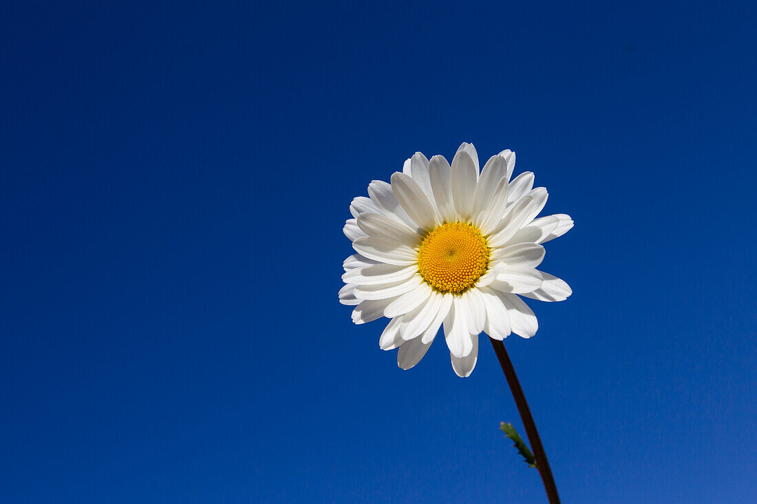  Marguerite, Common Daisy, Chrysanthemum leucanthemum, Leucanthemum vulgare, flower seen against blue sky, Mecklenburg-Western Pomerania, Germany 