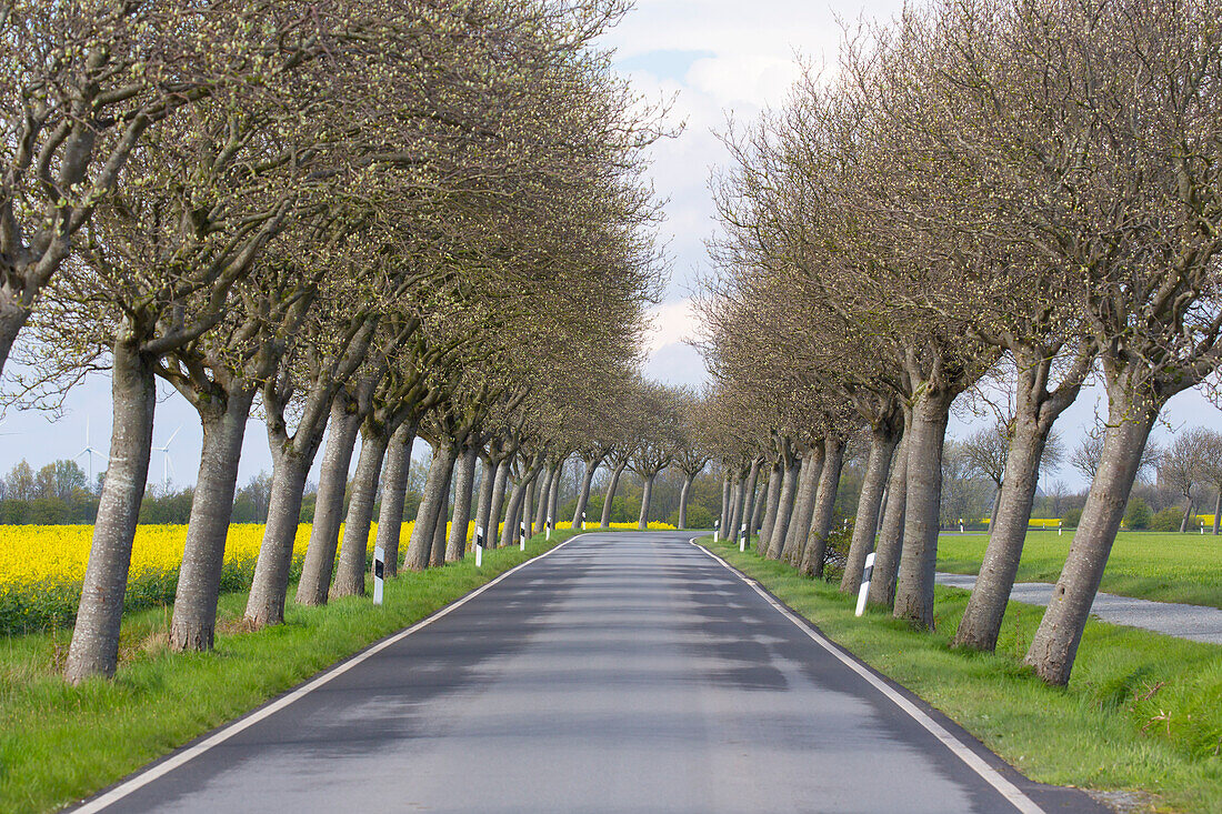  Common whitebeam, Sorbus aria, avenue in flowering rapeseed, Schleswig-Holstein, Germany 