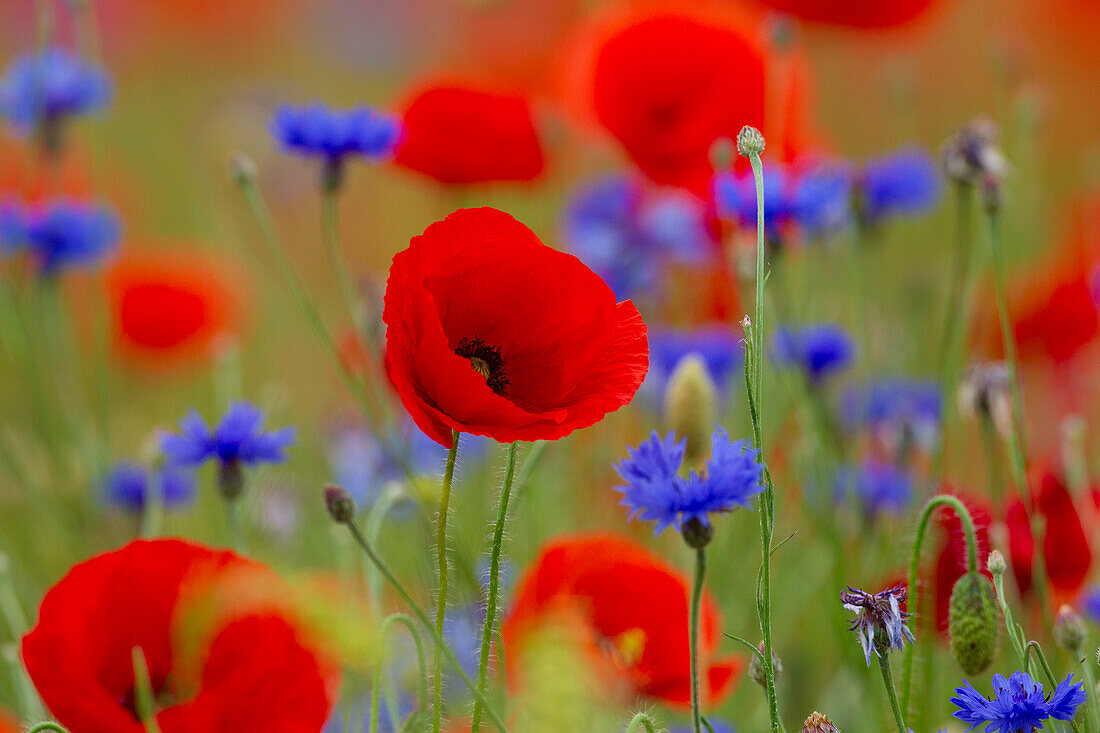  Corn poppy, Papaver rhoeas, and cornflower, Centaurea cyanus, Mecklenburg-Western Pomerania, Germany 