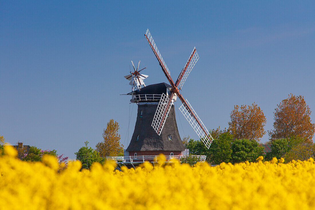  Windmill Oldsum zur Rapsbluete, Foehr Island, Schleswig-Holstein, Germany 