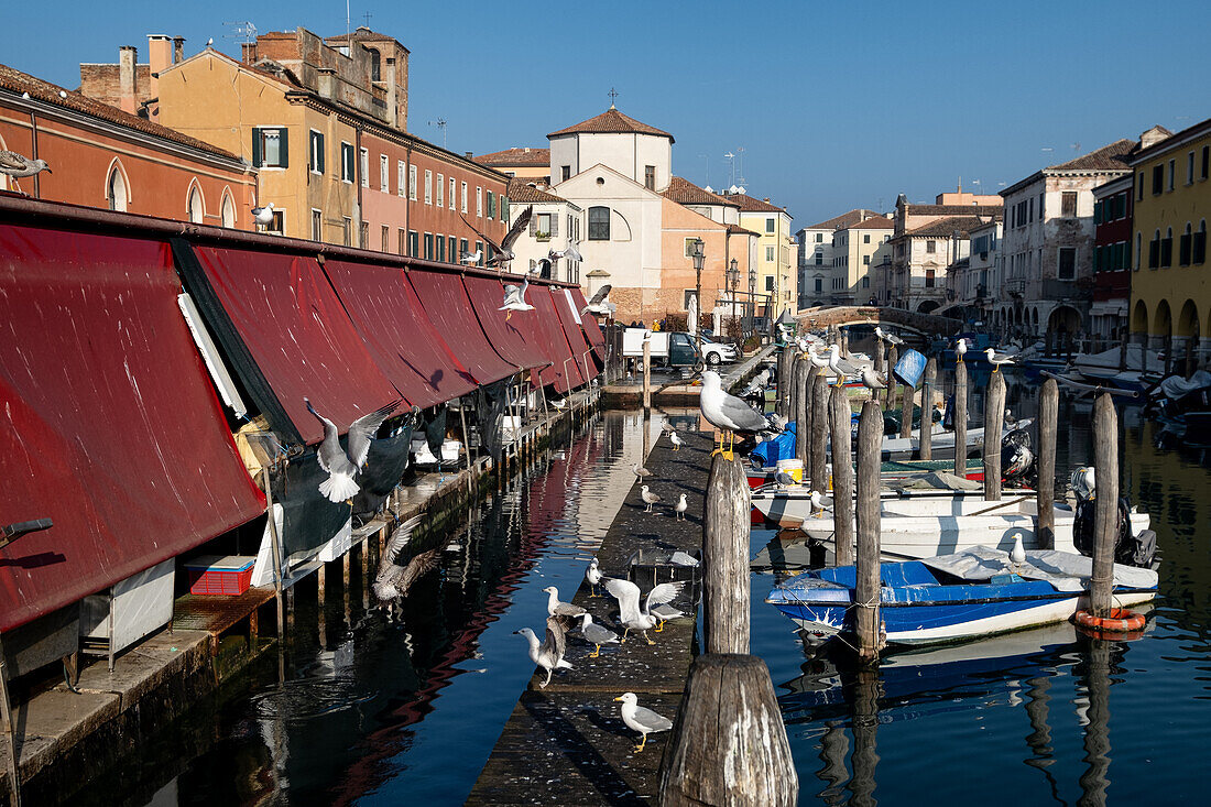  View of the fish market and the greedy herring gulls at the Vena Canal, Chioggia, Venice Lagoon, Veneto, Italy, Europe 