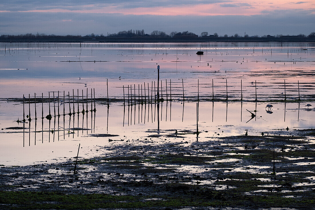  Image of the swamp landscape at sunset, in the foreground Pharaoh&#39;s Ibis (Threskiornis aethiopicus) or Sacred Ibis, Chioggia, Veneto, Italy, Europe 