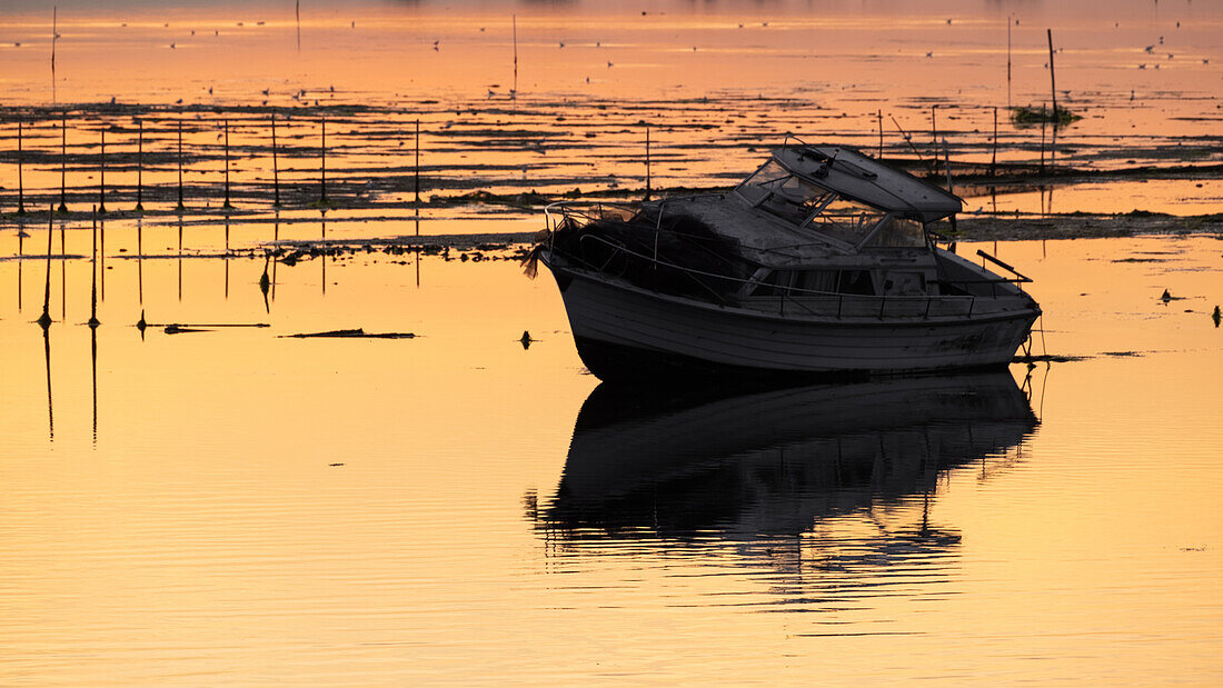  Detail of the swamp landscape in the lagoon of Venice at sunset, Chioggia, Veneto, Italy, Europe 