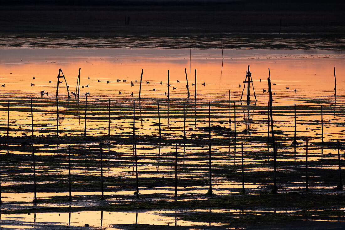  Image of the swamp landscape at sunset, Venice lagoon, Chioggia, Veneto, Italy, Europe 