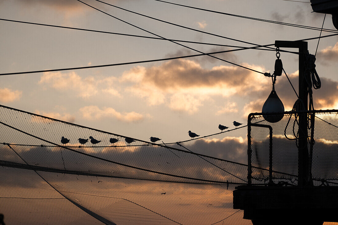  Detail of birds on a fishing net of the typical Trabocchi, Sottomarina, Chioggia, Veneto, Italy, Europe 