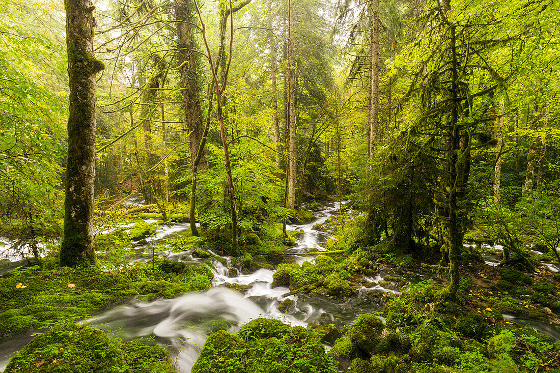  tributary of the Orbe, Vallorbe, Vaud, Switzerland 