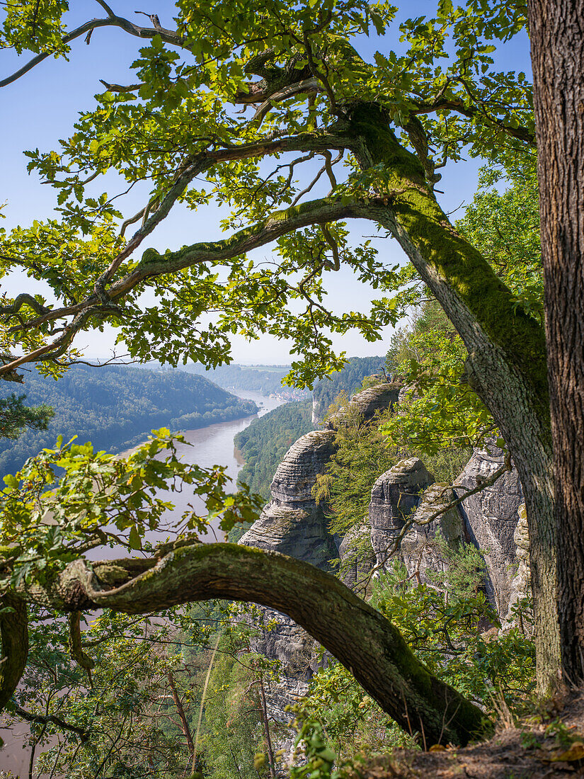  View from the Basteiweg to the Elbe Valley and the town of Wehlen, Elbe, Saxon Switzerland, Elbe Sandstone Mountains, Saxony, Germany, Europe  