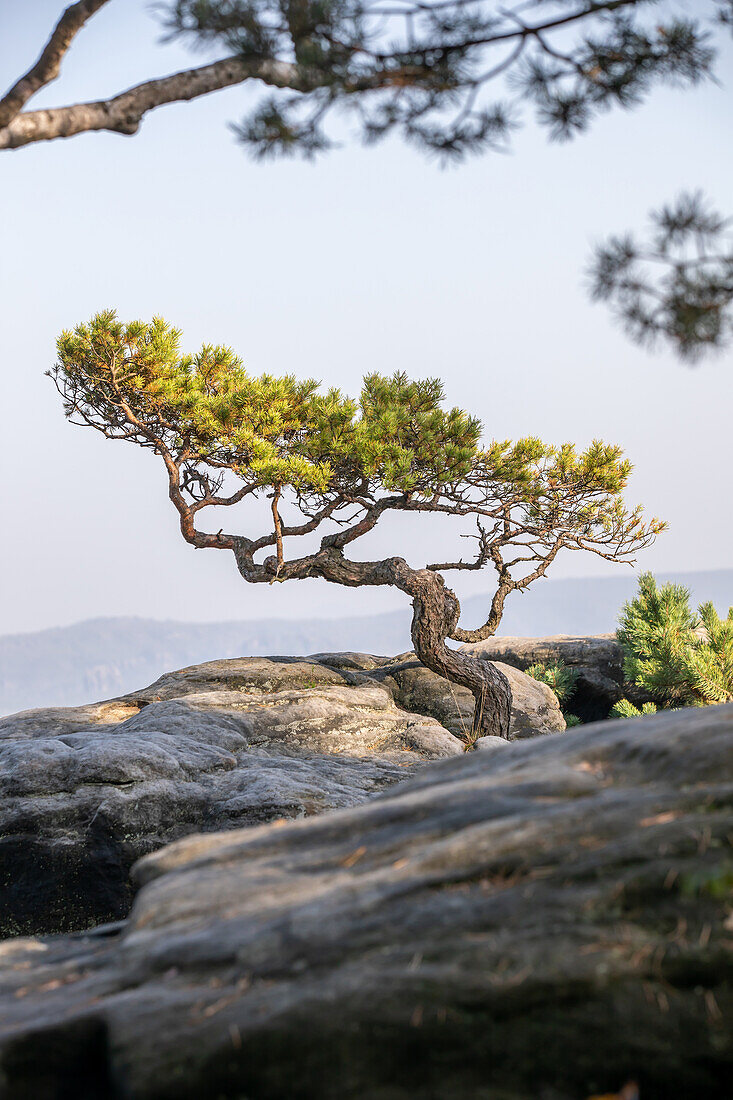  Weather pine on the Lilienstein, Saxon Switzerland, Elbe Sandstone Mountains, Saxony, Germany, Europe 