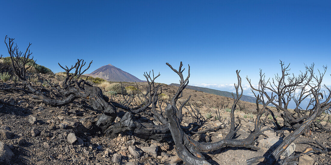  Panorama from the east over the Teide National Park with Canary Island pines charred by arson, Parque Nacional del Teide, with Pico del Teide, 3715m, Tenerife, Canary Islands, Spain, Europe 