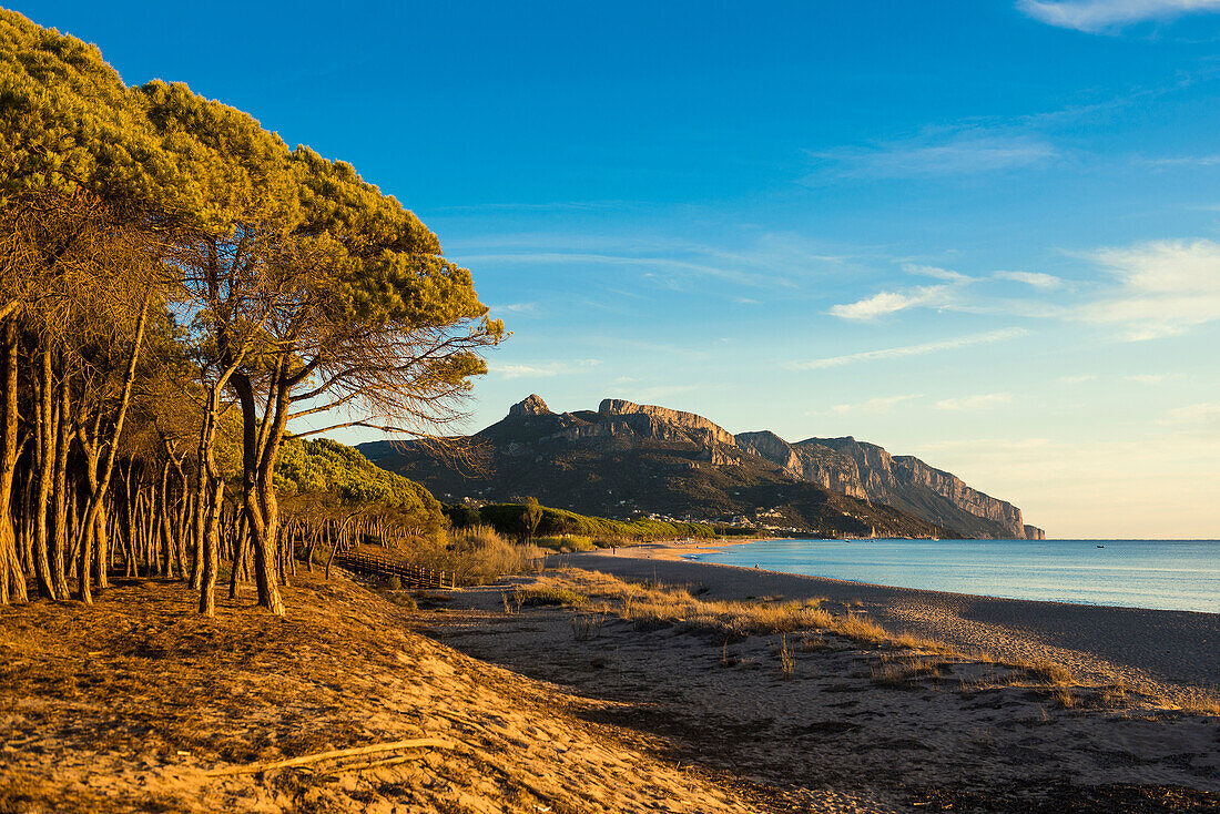  Lonely sandy beach and pine forest, Spiaggia di Isula Manna, sunrise, Santa Maria Navarrese, Gulf of Orosei National Park, Baunei, Nuoro, Sardinia, Italy 