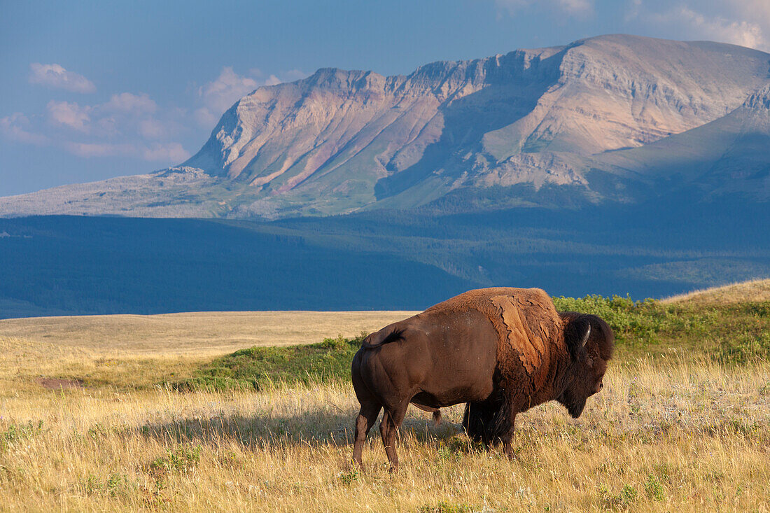  Bison, Bison bison, bull, Waterton Lakes National Park, Alberta, Canada 