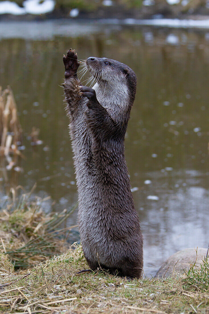  European otter, Lutra lutra, adult standing on its hind legs, Schleswig-Holstein, Germany 