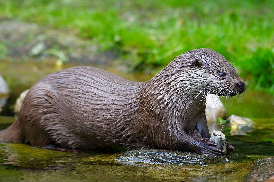 Europäischer Fischotter, (Lutra lutra), Alttier frisst Fisch, Mecklenburg-Vorpommern, Deutschland