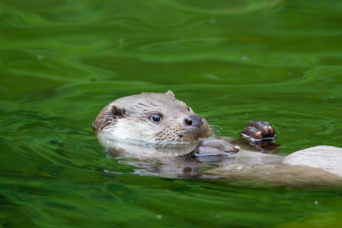  European otter, Lutra lutra, adult swimming, Mecklenburg-Western Pomerania, Germany 