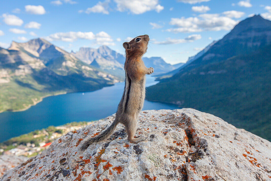 Goldmantelziesel, (Spermophilus lateralis), adultes Ziesel macht Männchen auf Fels, Waterton Lakes Nationalpark, Alberta, Kanada