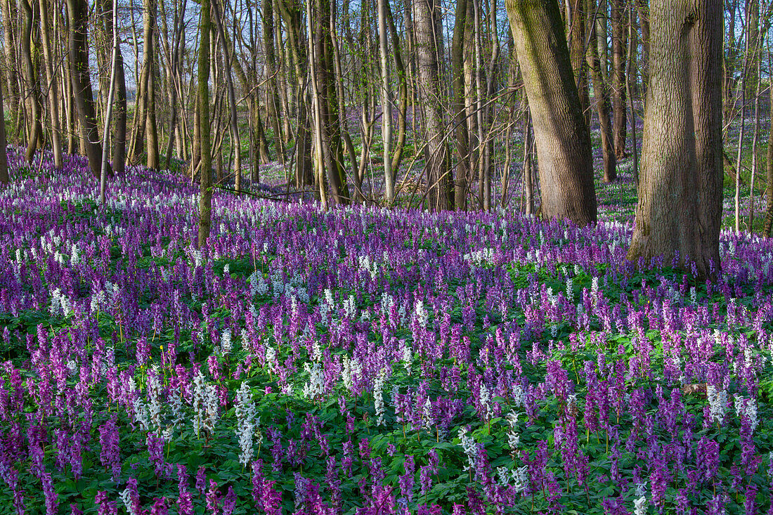  Hollow larkspur, Corydalis cava, flowering, spring, Mecklenburg-Western Pomerania, Germany 