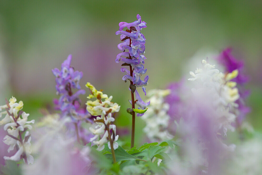 Hohler Lerchensporn (Corydalis cava), blühend, Frühling, Mecklenburg-Vorpommern, Deutschland