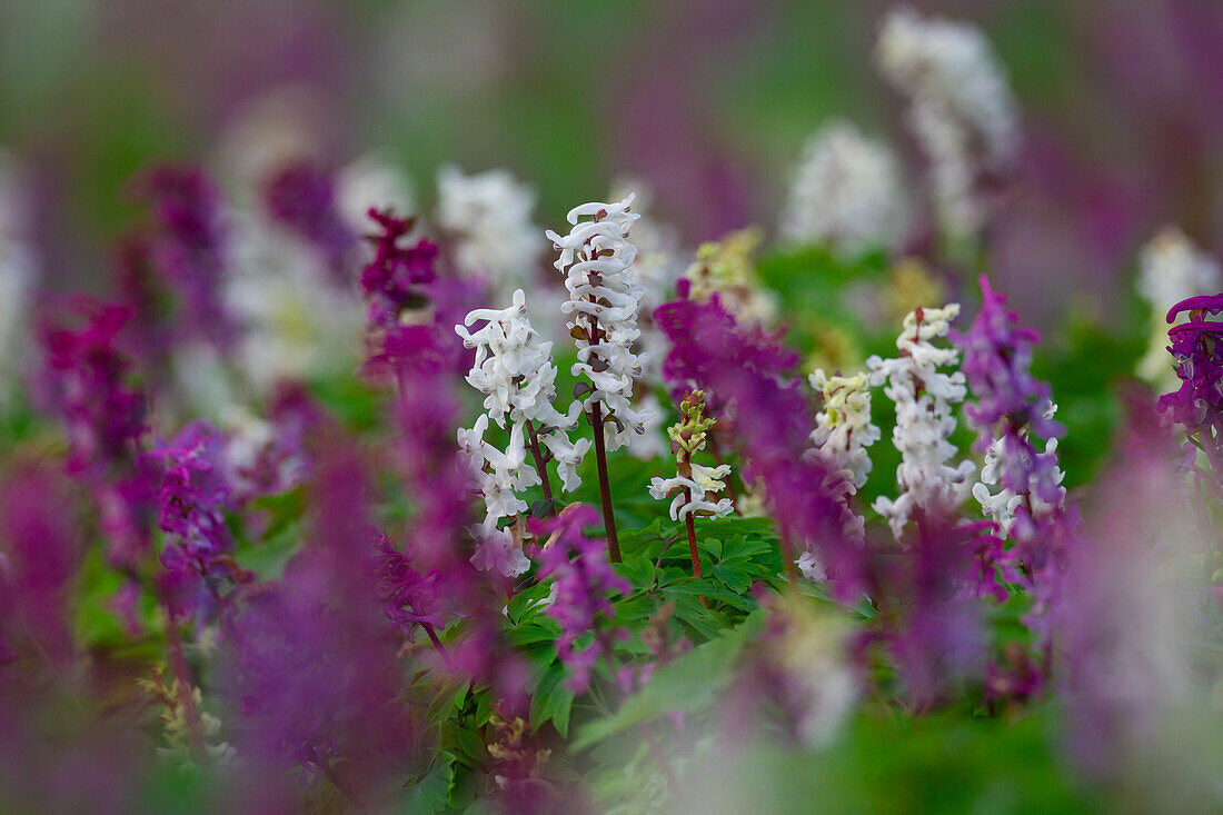  Hollow larkspur, Corydalis cava, flowering, spring, Mecklenburg-Western Pomerania, Germany 