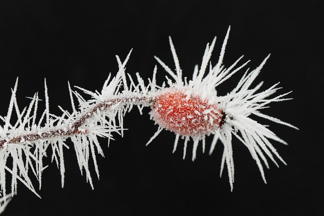 Hundsrose, (Rosa canina), Raureif auf der Frucht, Schleswig-Holstein, Deutschland