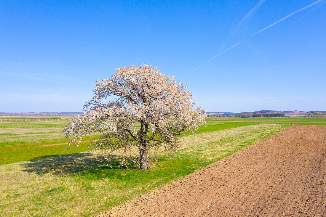  Cherry tree, Prunus avium, flowering tree in spring, Burgenland, Austria 