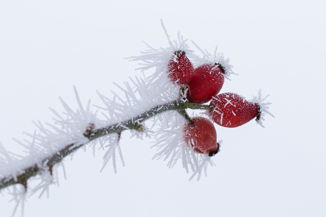 Hundsrose, (Rosa canina), Raureif auf der Frucht, Schleswig-Holstein, Deutschland