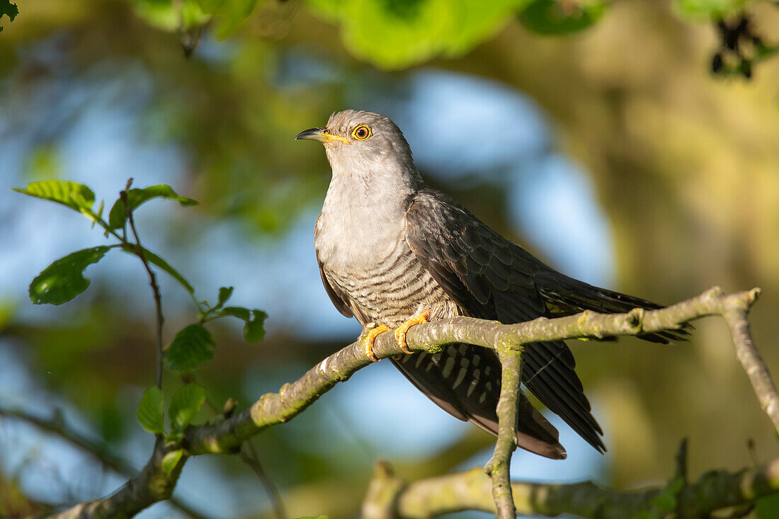 Kuckuck (Cuculus canorus), adultes Männchen sitzt auf einem Zweig, graue Farbvariante, Mecklenburg-Vorpommern, Deutschland