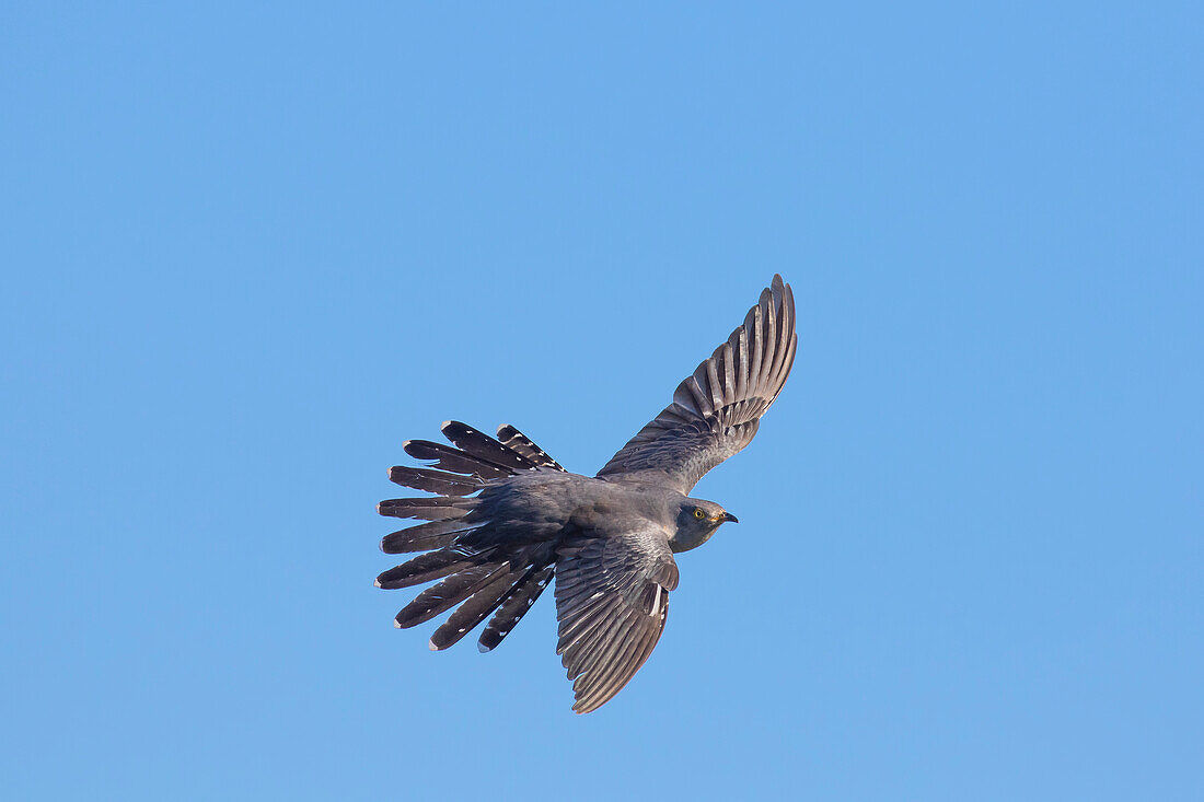 Kuckuck (Cuculus canorus), adultes Männchen im Flug, graue Farbvariante, Mecklenburg-Vorpommern, Deutschland