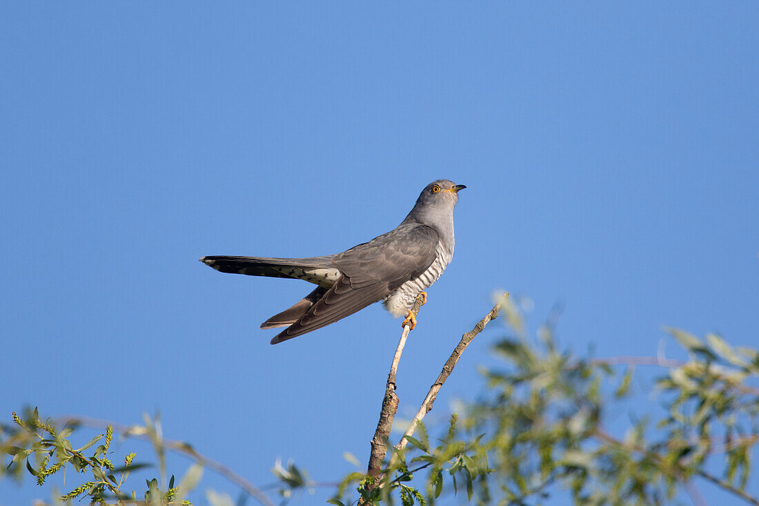  Cuckoo, Cuculus canorus, adult male sitting on a branch, grey color variant, Mecklenburg-Western Pomerania, Germany 