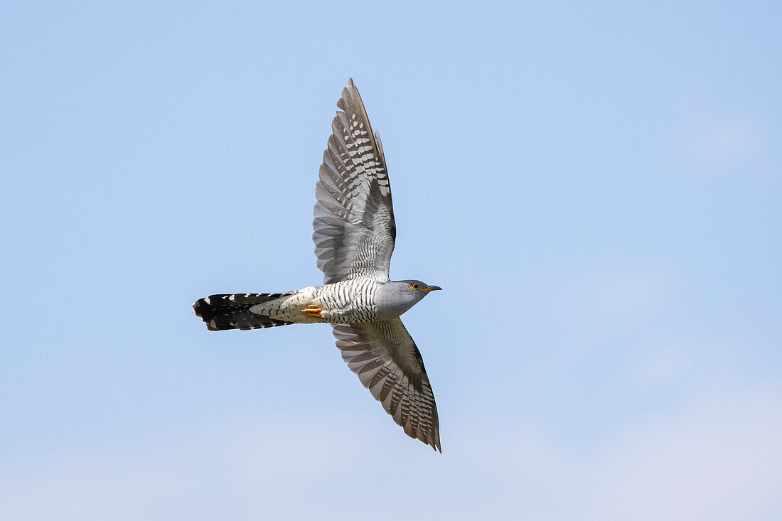 Kuckuck (Cuculus canorus), adultes Männchen im Flug, graue Farbvariante, Mecklenburg-Vorpommern, Deutschland