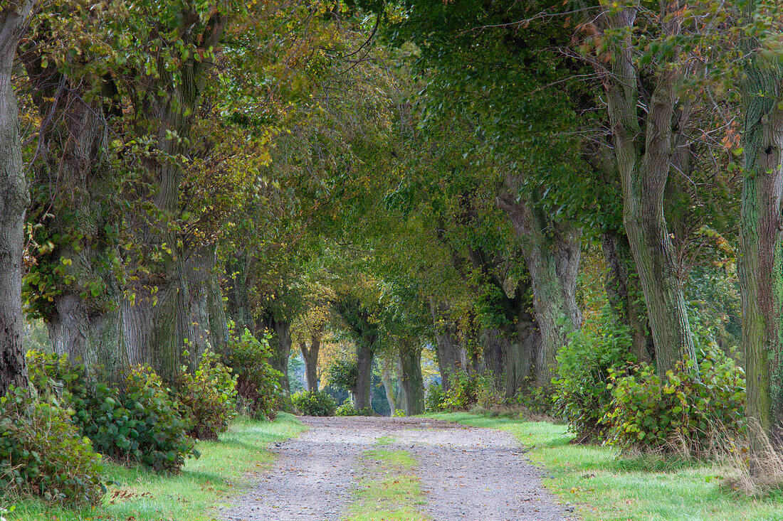 Lindenallee, (Tilia sp.), Allee im Herbst, Schleswig-Holstein, Deutschland