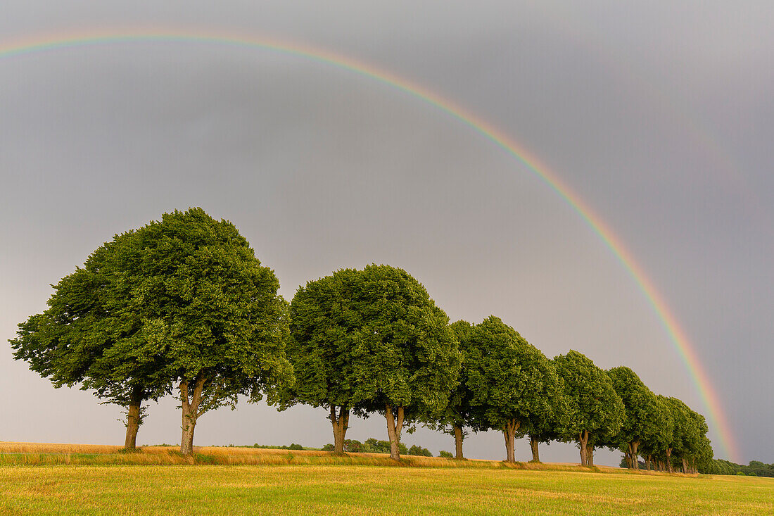 Silber-Linde, (Tilia tomentosa), Allee und Regenbogen, Provinz Schonen, Schweden