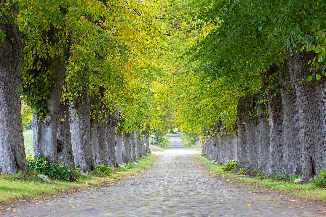  Winderlinde, Tilia cordata, avenue, autumn, Schleswig-Holstein, Germany 