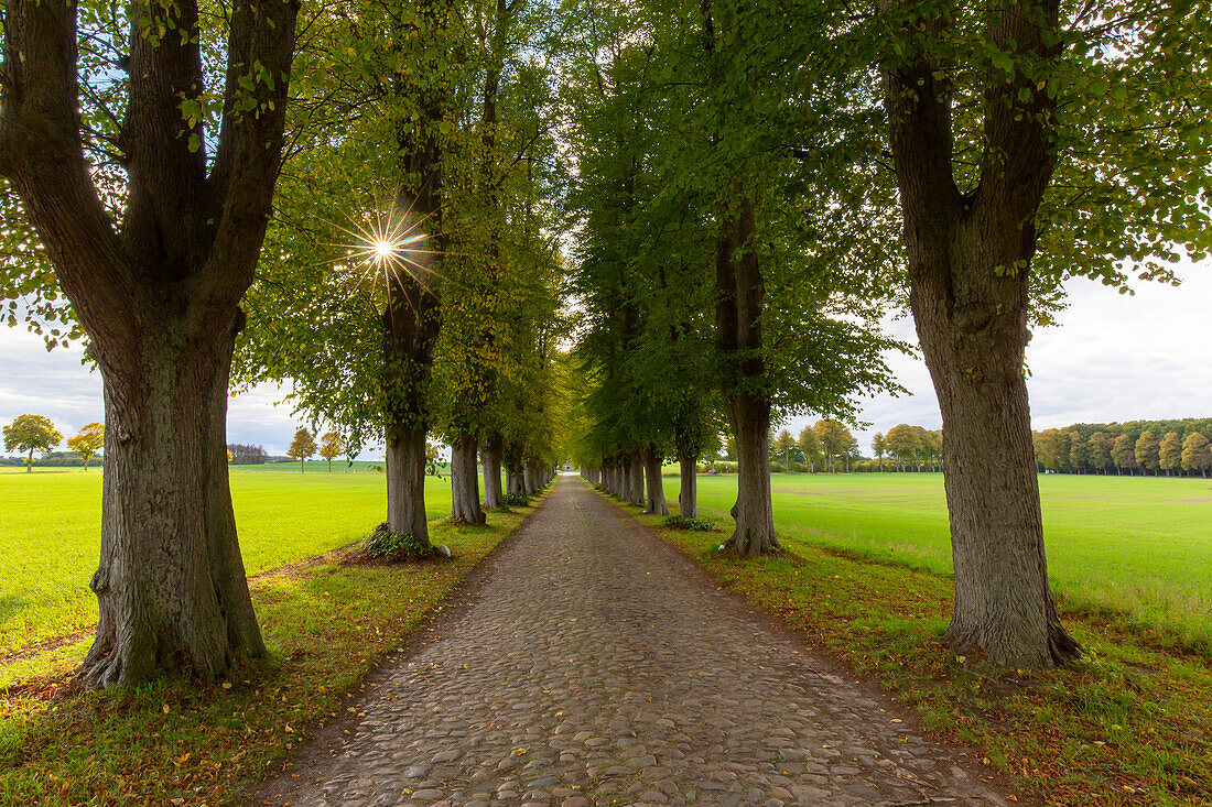 Winderlinde, (Tilia cordata), Allee im Herbst, Schleswig-Holstein, Deutschland