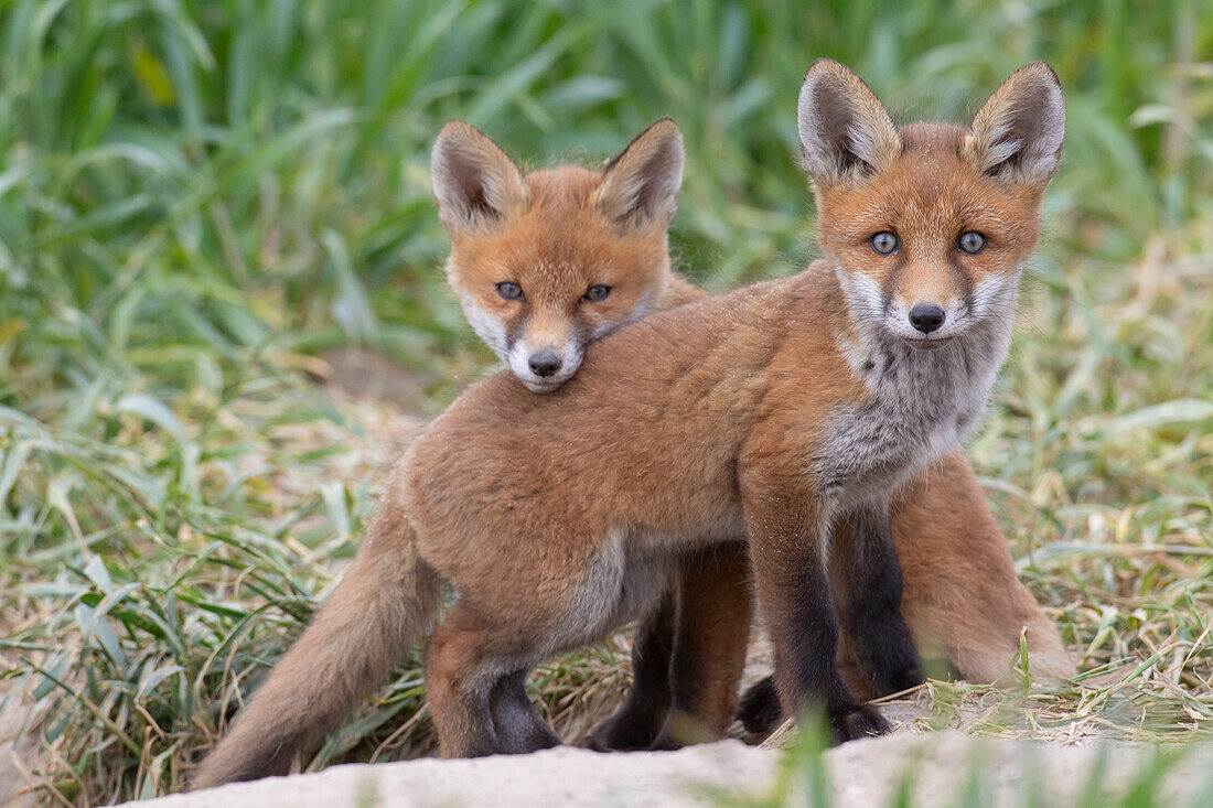  Red fox, Vulpes vulpes, pups at the den, spring, Schleswig-Holstein, Germany 