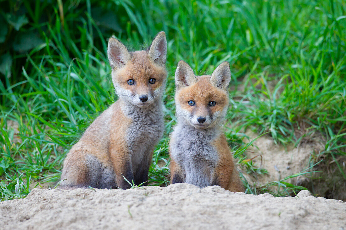  Red fox, Vulpes vulpes, pups at the den, spring, Schleswig-Holstein, Germany 