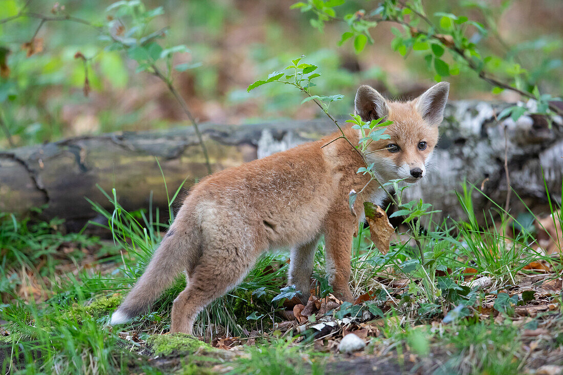  Red fox, Vulpes vulpes, pup, spring, Schleswig-Holstein, Germany 