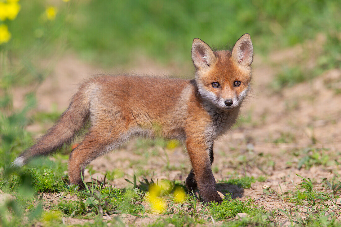 Junger Rotfuchs, (Vulpes vulpes), Welpe in der Wiese, Schleswig-Holstein, Deutschland