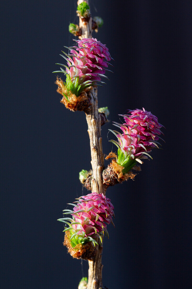  European larch (Larix decidua), female inflorescence, Schleswig-Holstein, Germany 