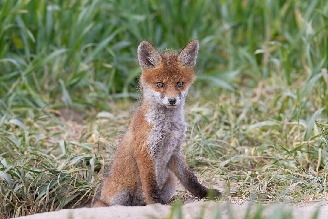 Junger Rotfuchs, (Vulpes vulpes), Welpe in der Wiese, Schleswig-Holstein, Deutschland