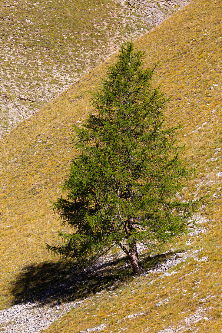 Europäische Lärche, (Larix decidua), einzelner Baum im Gebirge, Graubründen, Schweiz