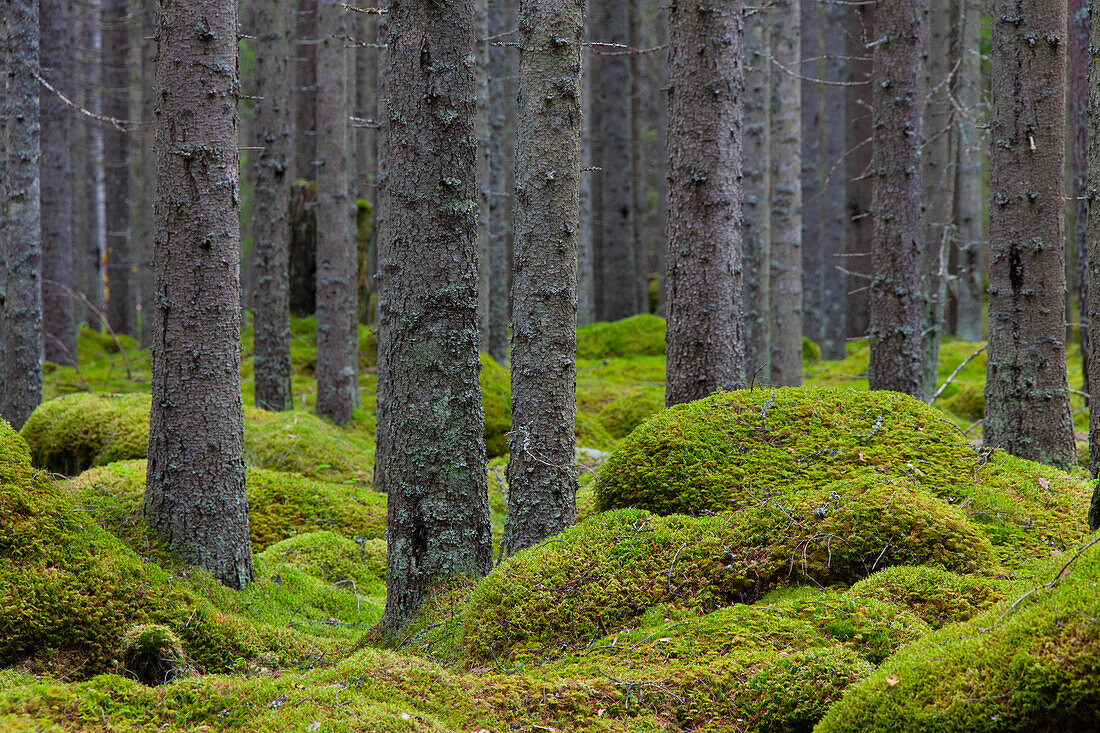  European spruce, Norway spruce, Picea abies, trunks in the forest, Dalarna, Sweden 