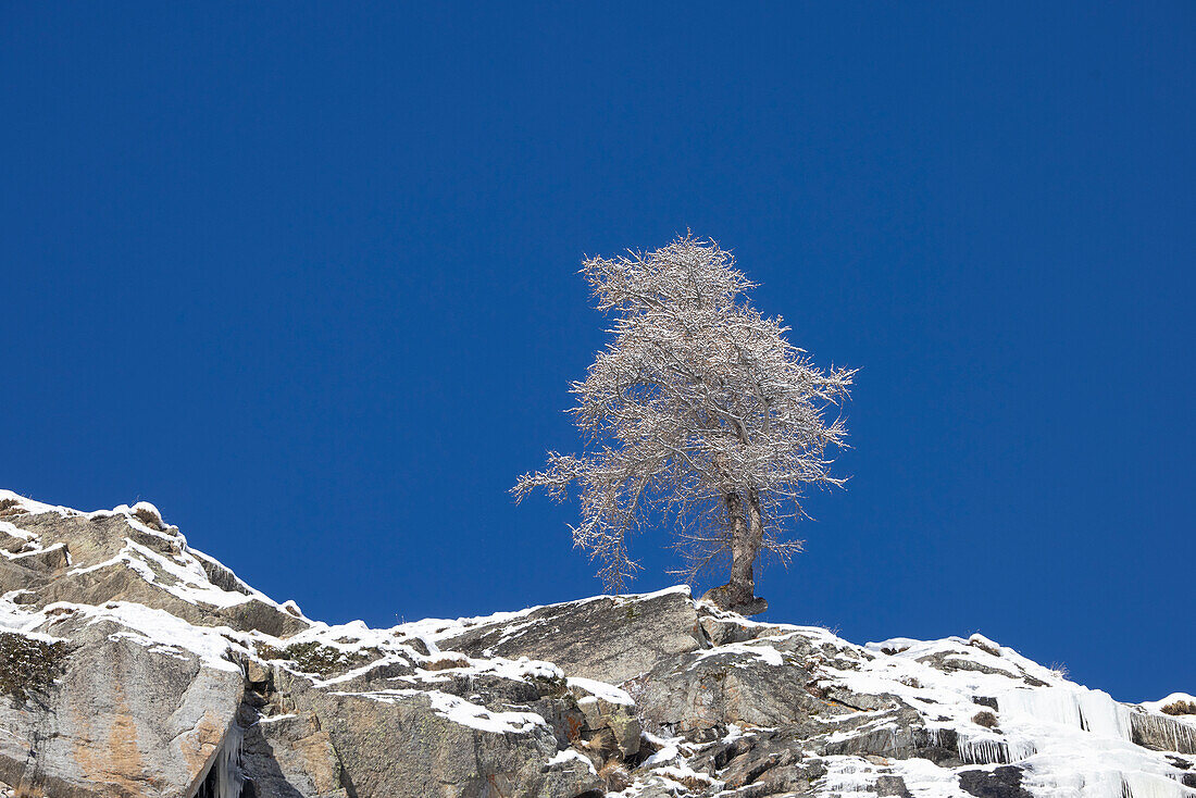  European larch, Larix decidua, single tree in hoarfrost, Gran Paradiso National Park, Italy 