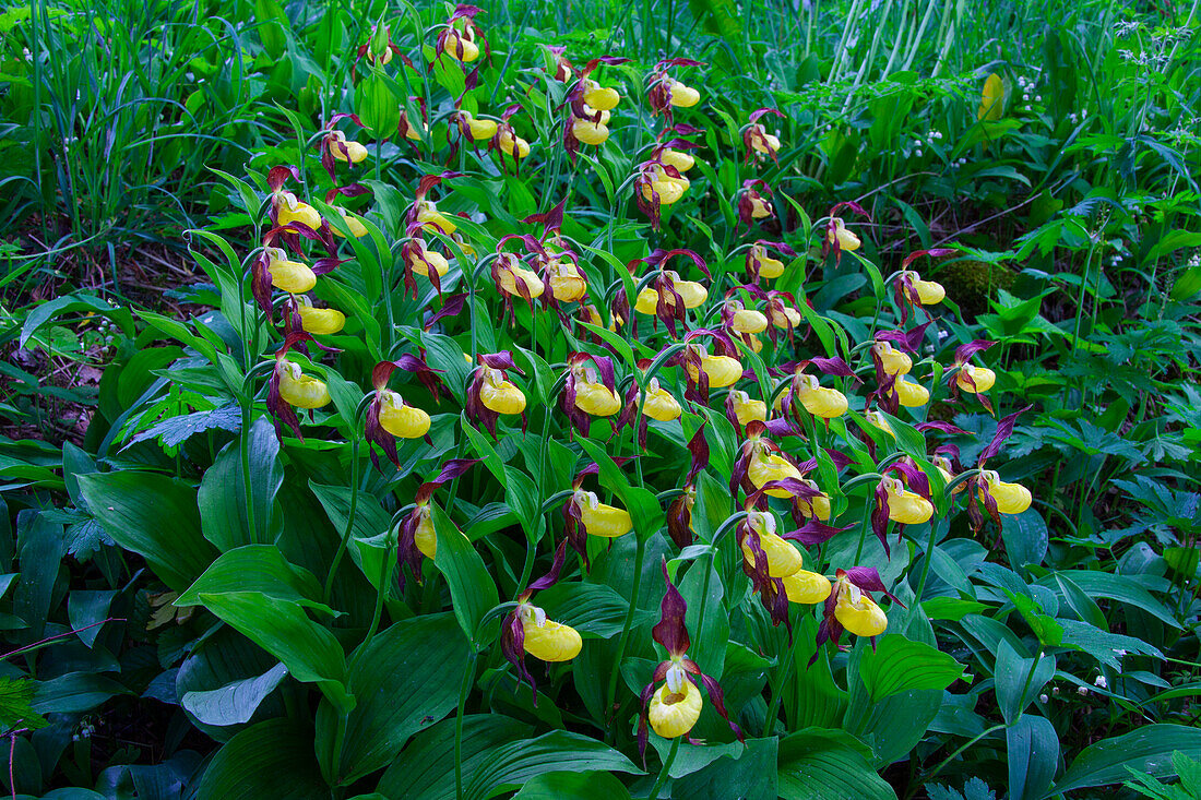  Yellow Lady&#39;s Slipper, Cypripedium calceolus, flower, Vaermland, Sweden 