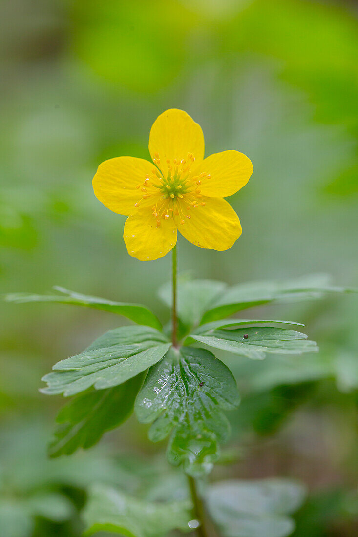 Gelbes Windröschen (Anemone ranunculoides), Schleswig-Holstein, Deutschland