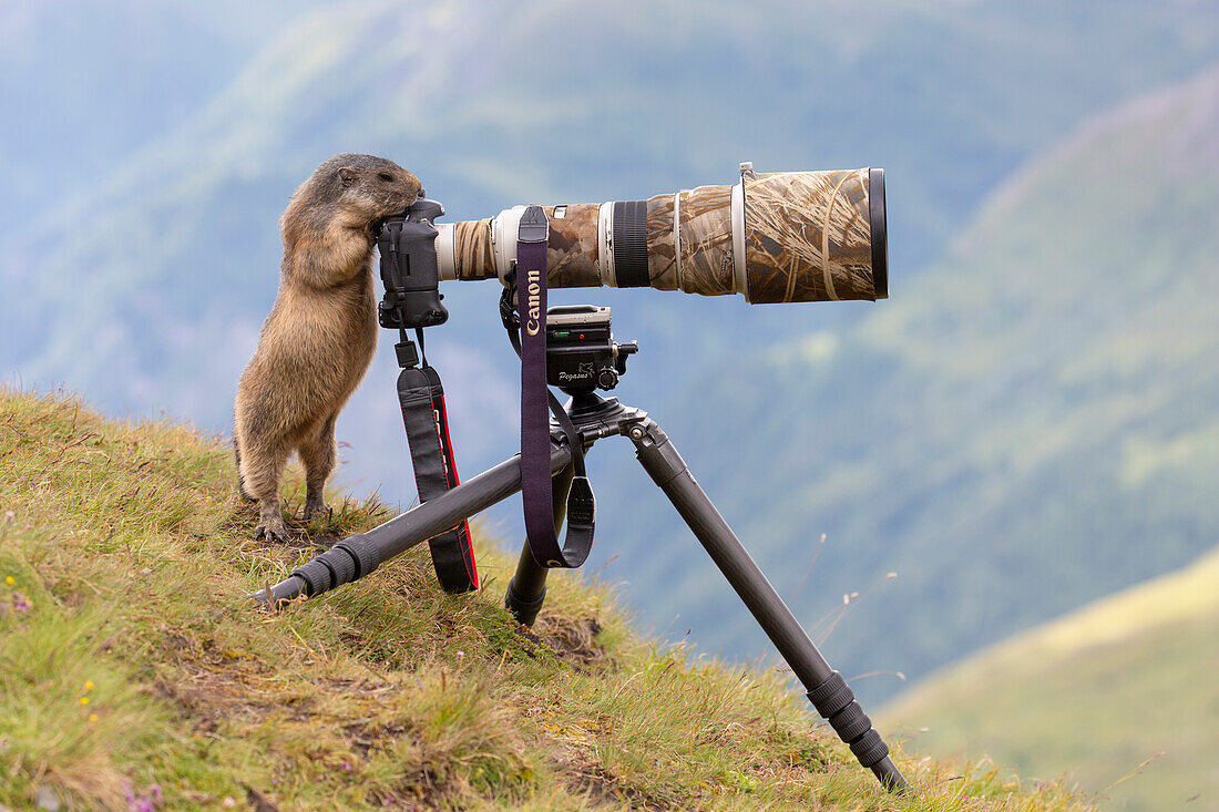  Marmot, Marmota marmota, adult animal at a camera, Hohe Tauern National Park, Carinthia, Austria 