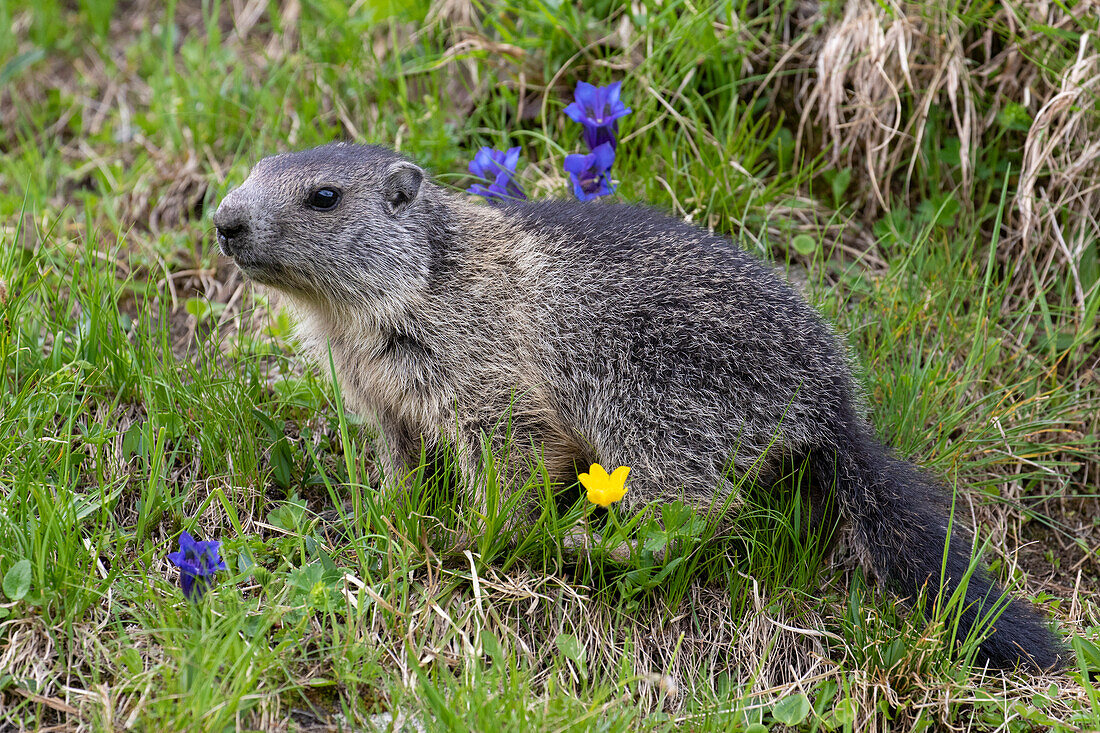  Marmot, Marmota marmota, young animal, summer, Hohe Tauern National Park, Austria 