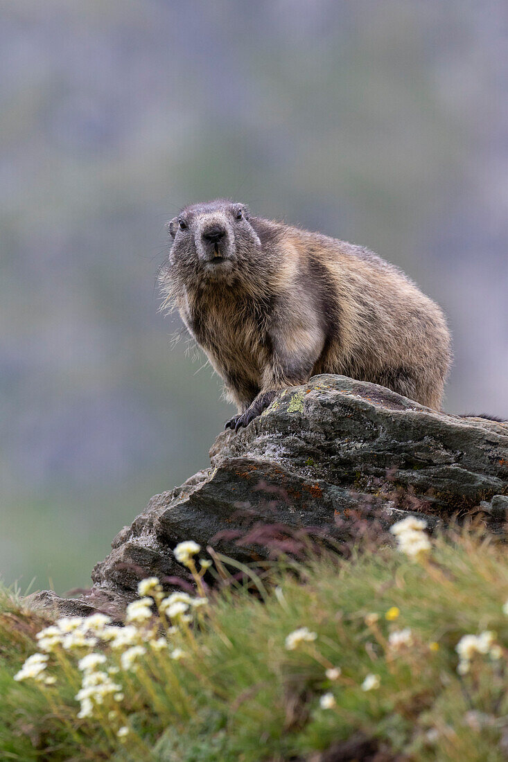 Murmeltier, Marmota marmota, Alttier auf Fels, Nationalpark Hohe Tauern, Österreich