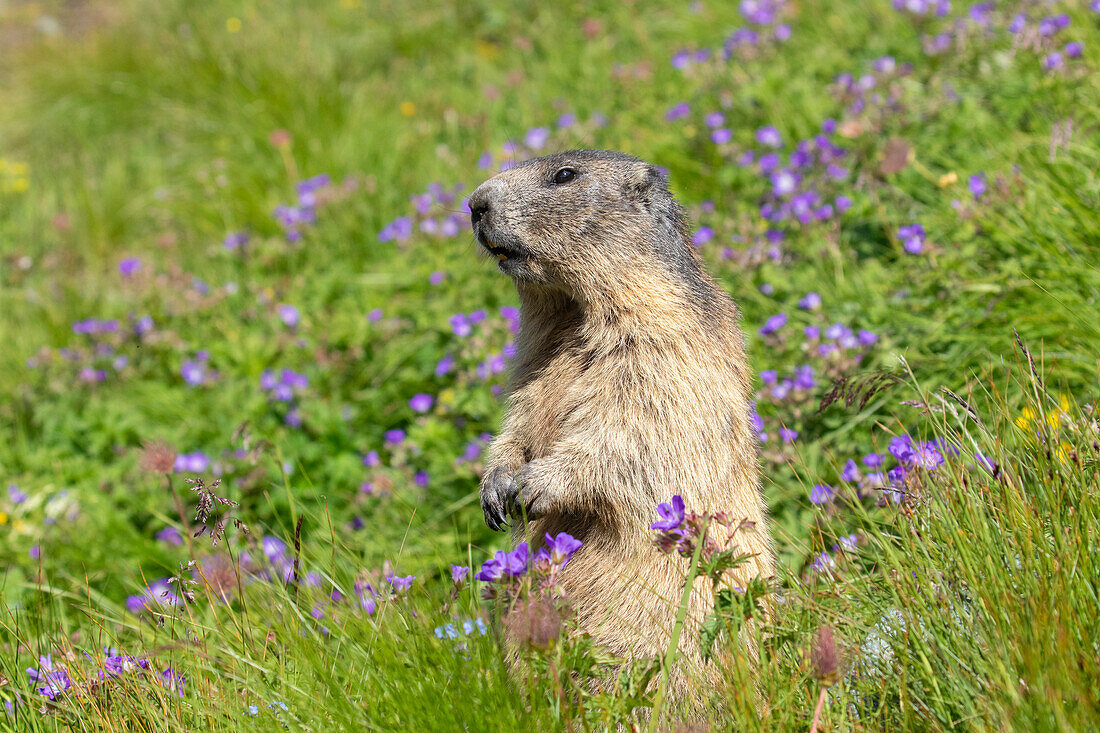  Marmot, Marmota marmota, adult animal on the lookout, Hohe Tauern National Park, Austria 