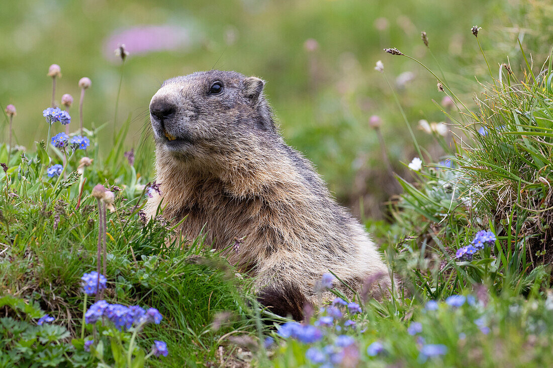  Marmot, Marmota marmota, adult animal, Hohe Tauern National Park, Austria 